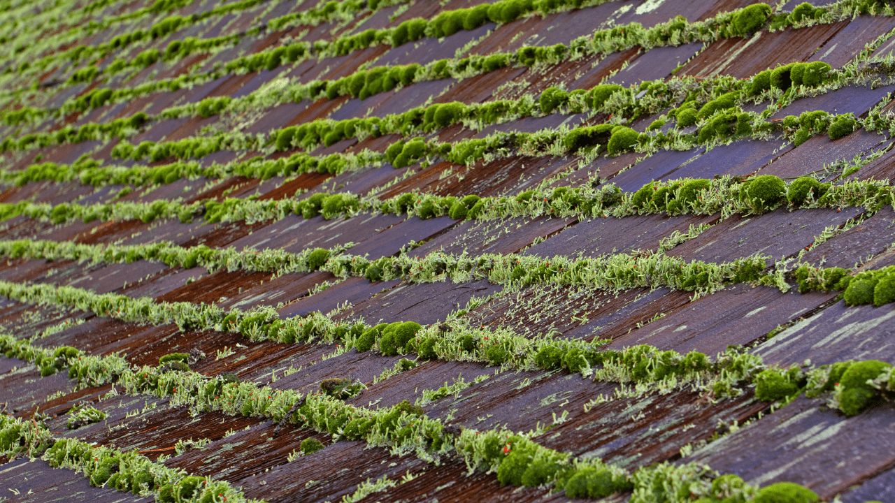 Moss on roof